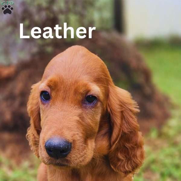 Leather, Irish Setter Puppy